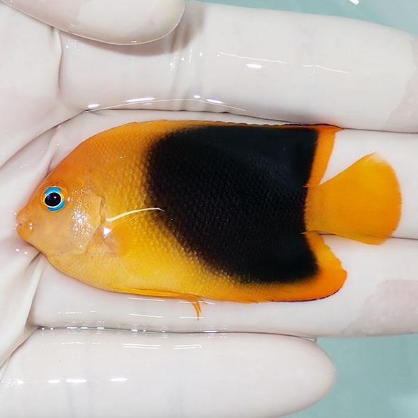 現物5】ロックビューティー 6.2cm±!海水魚 ヤッコ 15時までのご注文で