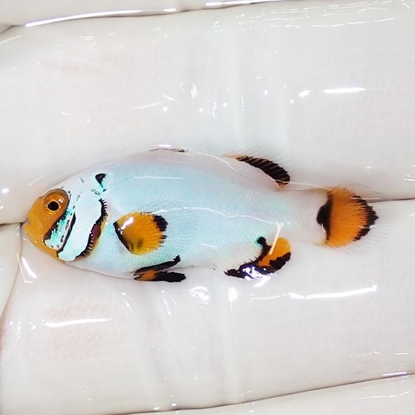 現物1】プラチナクラウン 3.2cm±!海水魚 クマノミ ブリード 15時までの