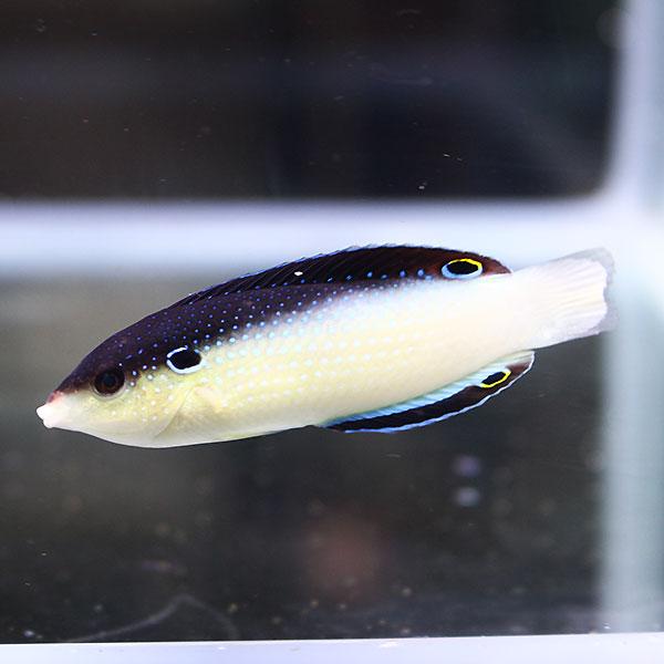 ニューギニアラス 9-11cm±!海水魚 ベラ15時までのご注文で当日