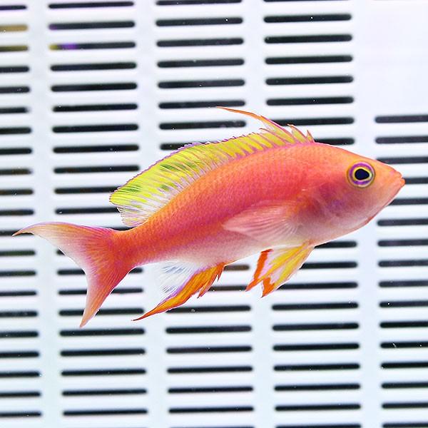 インディアン魚座 WMNS) New Balance 327 'Nightwatch Green Crocodile' WS327DC