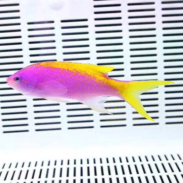 エバンスアンティアス オス 3匹セット 8 10cm 海水魚 ハナダイ 餌付け 15時までのご注文で当日発送 ハナダイ A 3284 アクアギフト 通販 Yahoo ショッピング