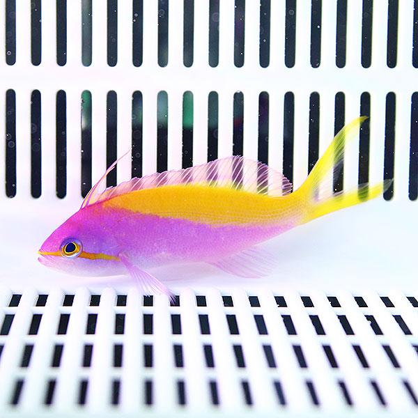 カーベリーアンティアス 5匹セット 6-8cm±! 海水魚 ハナダイ 餌付け 15