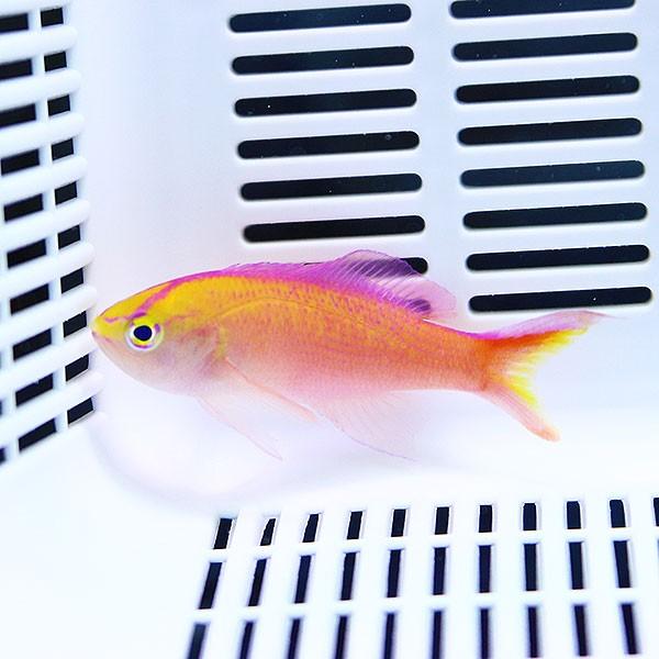 ディアディムアンティアスオス 5匹セット 4-6cm±(A-3291) 海水魚