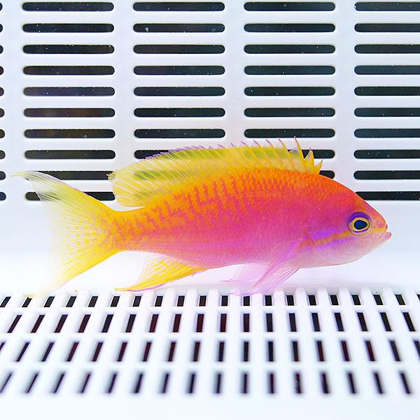 スクリブルドアンティアス メス 6-8cm±!海水魚 ハナダイ 15時までのご注文で当日発送(t118