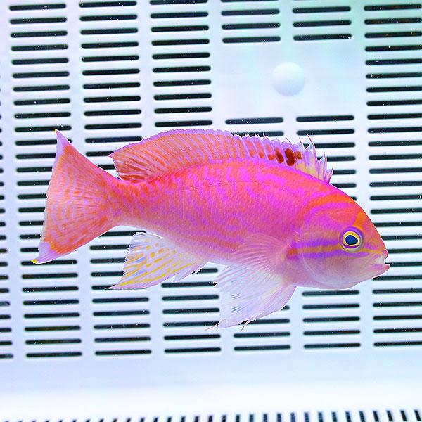 スクリブルドアンティアス オス 8-10cm±  (A-3294) 海水魚 サンゴ 生体