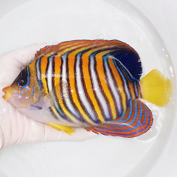 現物18】ニシキヤッコ 4cm±(A-3302) 海水魚 サンゴ 生体 :A-3302:アクアギフト - 通販 - Yahoo!ショッピング 現物18】ニシキヤッコ 4cm±(A-3302) 海水魚 サンゴ 生体 :A-3302:アクアギフト - 通販 - Yahoo!ショッピング
