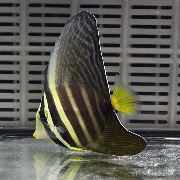 ハギ 出品 ヒレナガハギ 5-7cm± 海水魚 ハギ! 苔取 (t119 : アクアギフト - 通販