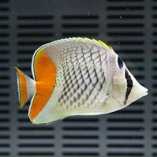 アミメチョウ 5-7cm± !海水魚 チョウチョウウオ 餌付け(t114