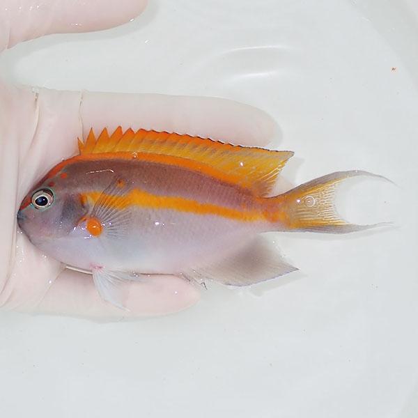 コッコ出品 現物4】ベルスエンゼル ♂ 12cm±! 海水魚 ヤッコ 15時までのご注文で
