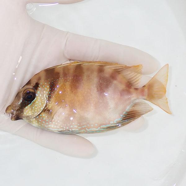 海水魚 ナンヨウハギ みんな探してる人気モノ 海水魚 ナンヨウハギ ペット ペットグッズ