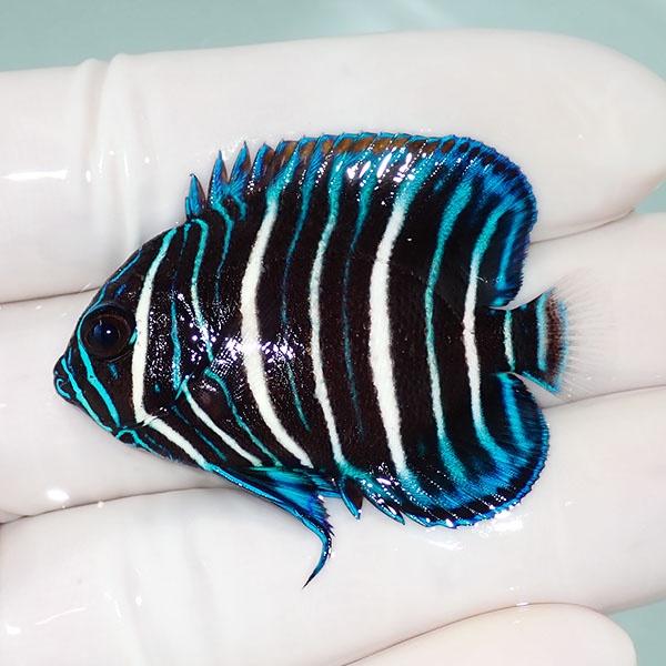 アデヤッコ幼魚 現物12】アデヤッコ幼魚 4.5cm± !海水魚 ヤッコ 15時までのご注文で