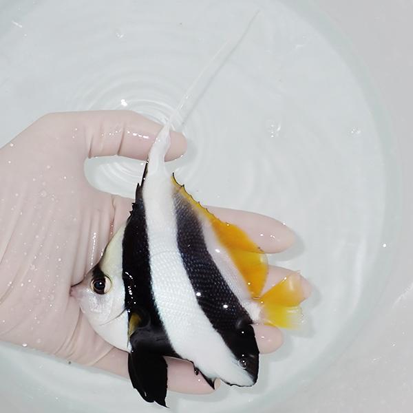 現物5 正規採取生体 ユウゼン 10 5cm 伊豆諸島産 A 3815 海水魚 サンゴ 生体 A 3815 アクアギフト 通販 Yahoo ショッピング