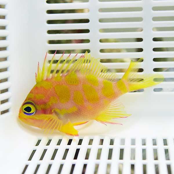 マダラハナダイ 6-8cm± (A-3834) 海水魚 サンゴ 生体 : アクアギフト
