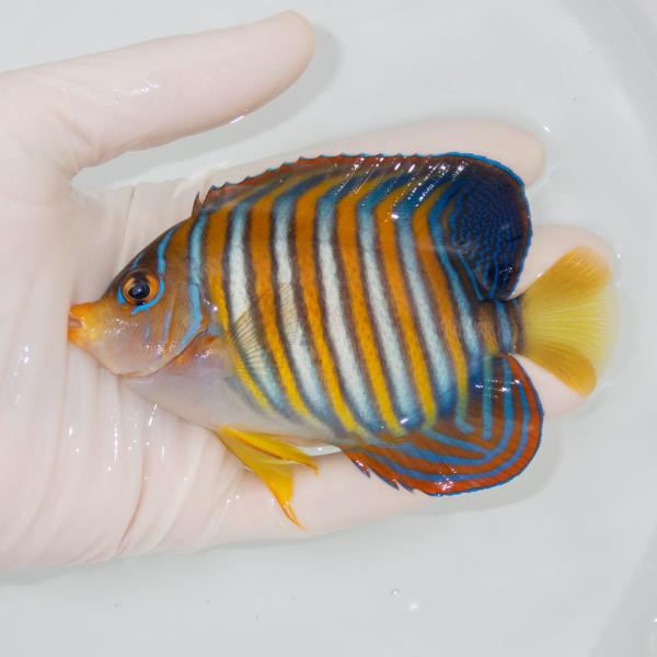 現物27】冷凍コペポーダOK ニシキヤッコ 7.3cm±(A-3851) 海水魚 サンゴ 