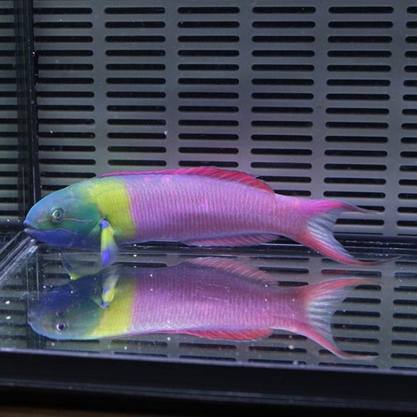 コガシラベラ♂ 11-13cm± (A-3967) 海水魚 サンゴ 生体 : アクア