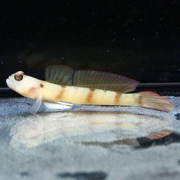 ダテハゼ 5 7cm 海水魚 ハゼ 15時までのご注文で当日発送 ハゼ A 4078 アクアギフト 通販 Yahoo ショッピング