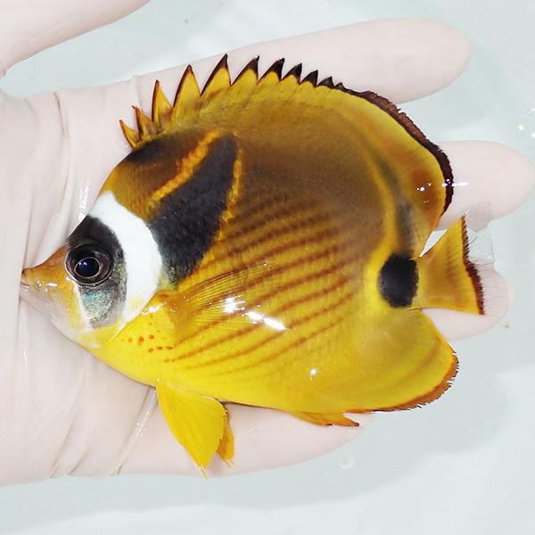 現物】チョウハン 10cm±! 海水魚 チョウチョウウオ 15時までのご注文で