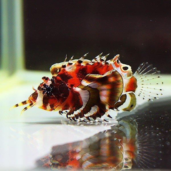 ヒレボシミノカサゴ 5-7cm±! カサゴ 海水魚 15時までのご注文で当日