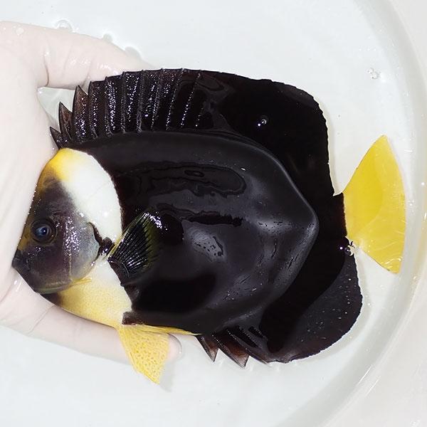 現物2】粒エサOK パソニファーエンゼル 16cm±! 海水魚 ヤッコ 15時まで