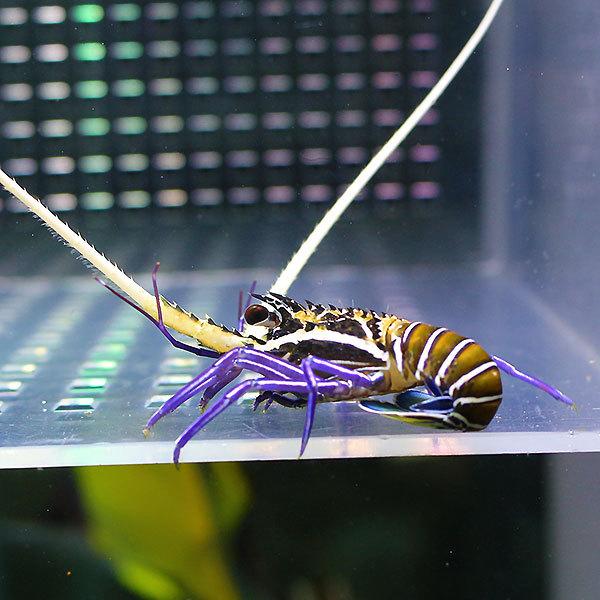 ホワイトソックス Mサイズ 2匹セット 海水魚 エビ 15時までのご注文で当日発送 エビ Buyee Buyee Jasa Perwakilan Pembelian Barang Online Di Jepang