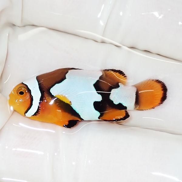 現物4】ブラックアイスオセラリス 3.5cm±! 海水魚 クマノミ 餌付け 15 