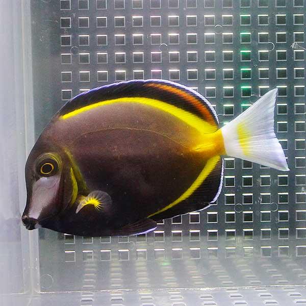 22年製 新品 海水魚 ハギ ナミダクロハギ 8cm 2匹 観賞魚生体 Samgypsum Com