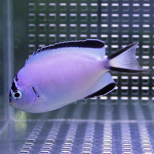 ヒレナガヤッコ メス 4-6cm± (A-4299) 海水魚 サンゴ 生体 :A-4299:アクアギフト - 通販 - Yahoo!ショッピング
