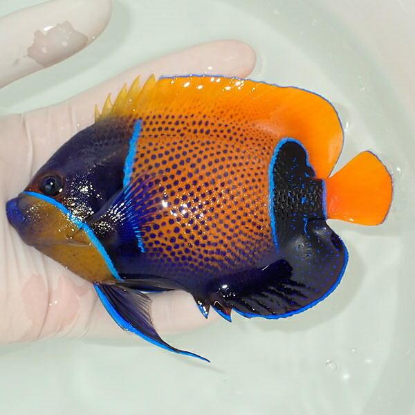 現物15】イナズマヤッコ 14.5cm± (A-4314) 海水魚 サンゴ 生体