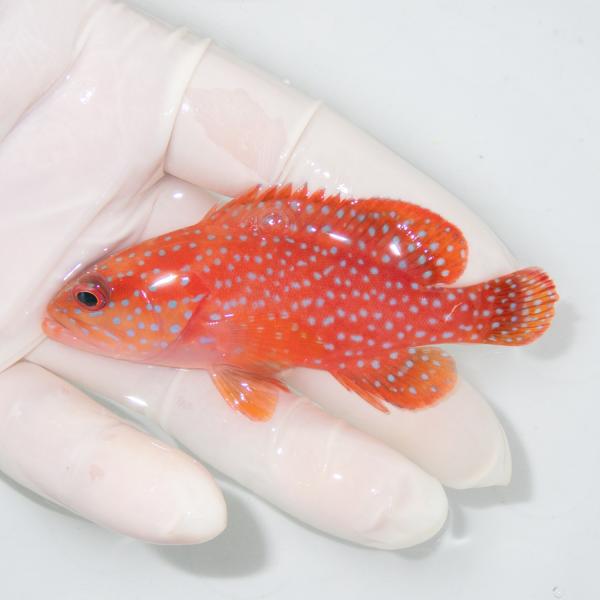 現物2】ユカタハタ 13.5cm± !海水魚 生体 15時までのご注文で当日発送 
