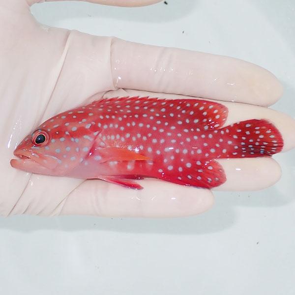 現物1】ユカタハタ 10.5cm± !海水魚 生体 15時までのご注文で当日発送 