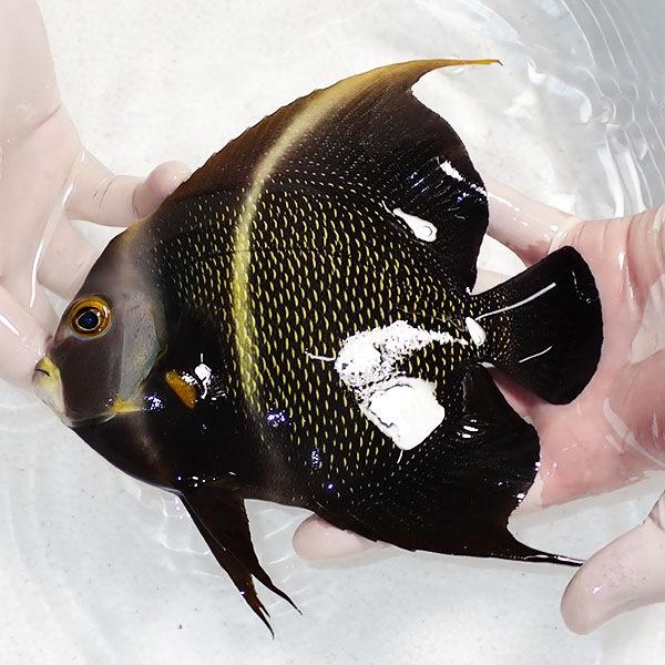 現物1】フレンチエンゼル 18cm±±!海水魚 ヤッコ 15時までのご注文で 
