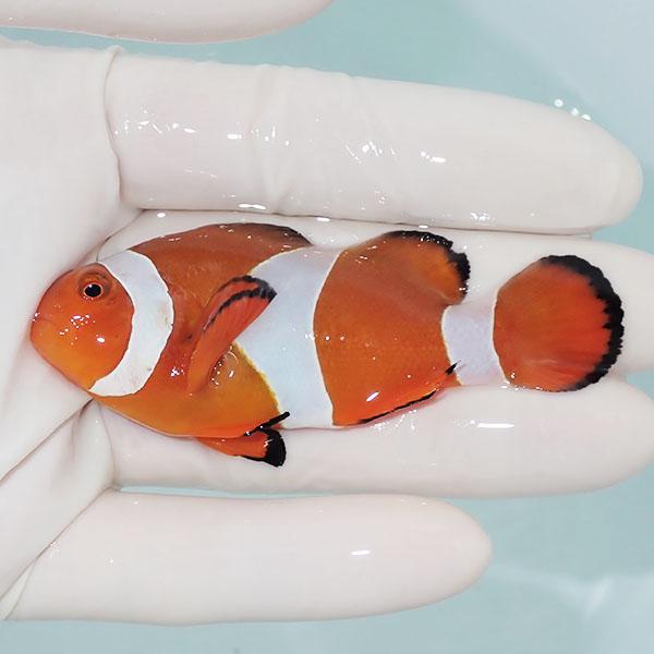 現物14】カクレクマノミbig 7.5cm± ! wild 海水魚 カクレクマノミ(t111