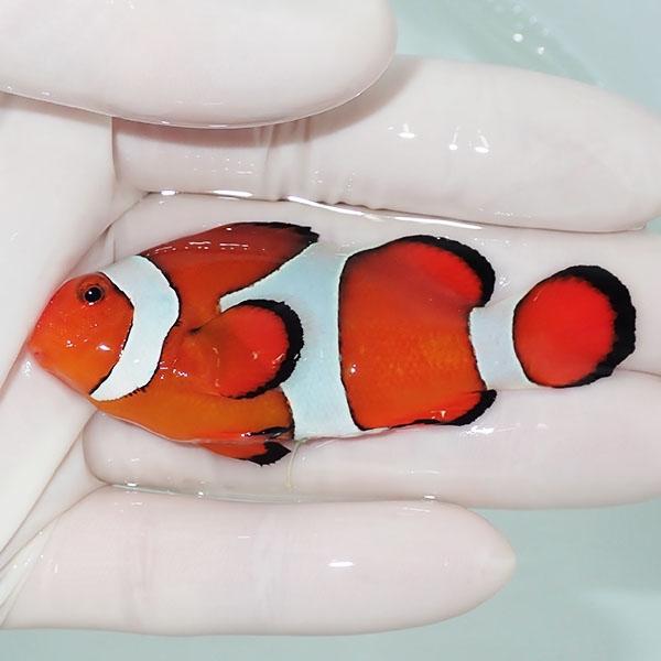 現物10】カクレクマノミbig 8.5cm± !wild 海水魚 カクレクマノミ(t111