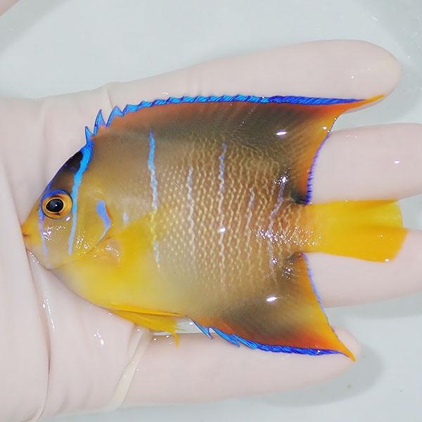 現物5】粒エサOK タウンゼントエンゼル 9.5cm± !海水魚 ヤッコ 15時