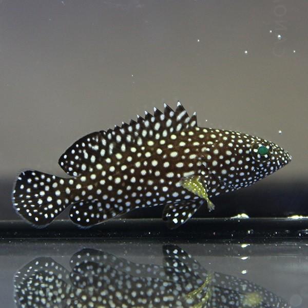 ナミハタ 5-7cm± (A-4581) 海水魚 サンゴ 生体 : アクアギフト - 通販