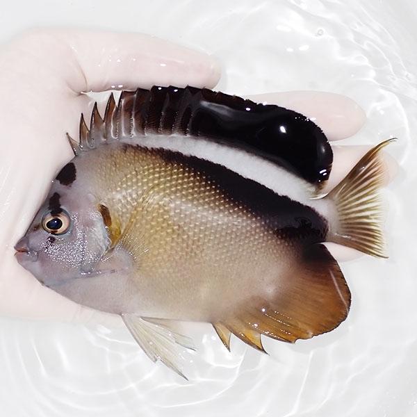 現物46 クイーンエンゼル 6 8cm カリブ産 海水魚 ヤッコ 15時までのご注文で当日発送 ヤッコ A 4591 アクアギフト 通販 Yahoo ショッピング