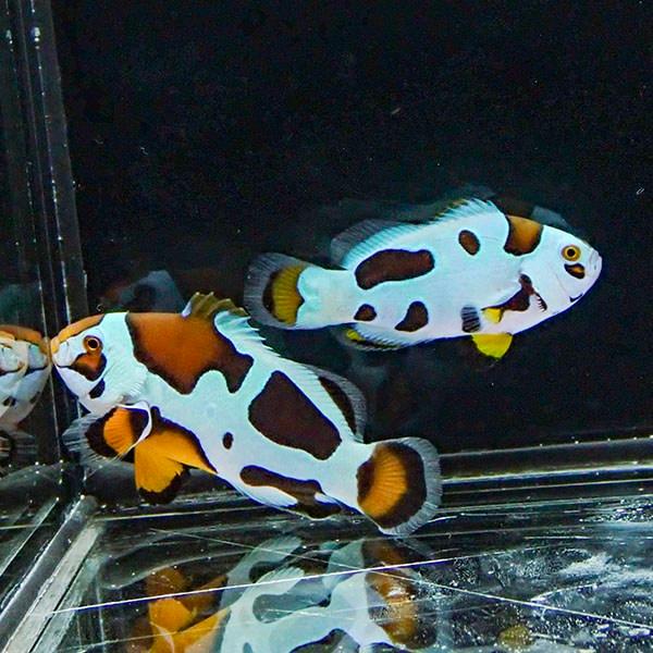 現物1】オレンジストーム 仲良しセット 4.5cmと3.5cm!海水魚 クマノミ 