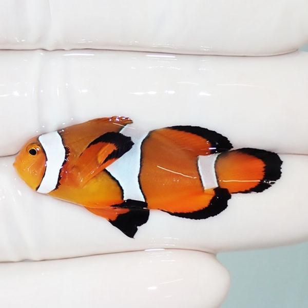 現物4】ロングフィンオセラリス 4.3cm± !海水魚 クマノミ 15時までのご