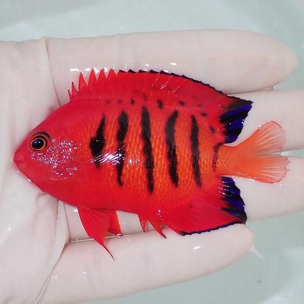 値下げ 海水魚 フレームエンゼル