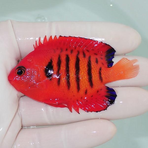 海水魚フレームエンゼル