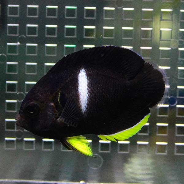 現物14 ブルーエンゼル 10cm カリブ産 A 4603 海水魚 サンゴ 生体 A 4603 アクアギフト 通販 Yahoo ショッピング