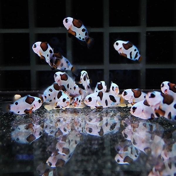 1匹】ブリードブラックストーム【1匹】1-2cm± 色指定不可! 1匹の価格 