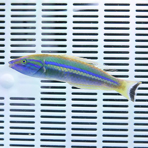 オグロベラ 7-10cm±(A-a-4250) 海水魚 サンゴ 生体 : アクア