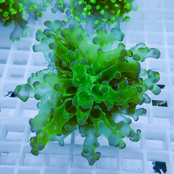 サンゴ現物7 Sale品 ホンタコアシサンゴ B 0544 海水魚 サンゴ 生体 B 0544 アクアギフト 通販 Yahoo ショッピング