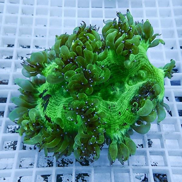 サンゴ現物8】トランペットコーラル (B-0554) 海水魚 サンゴ