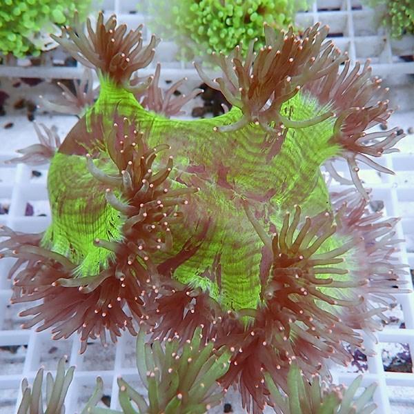 サンゴ現物14】トランペットコーラル(B-0574) 海水魚 サンゴ 生体 