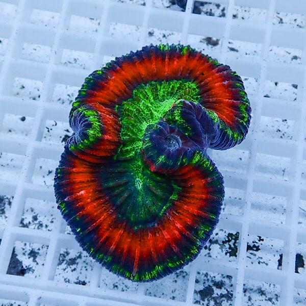 サンゴ現物1 ブレインコーラル B 0661 海水魚 サンゴ 生体 B 0661 アクアギフト 通販 Yahoo ショッピング