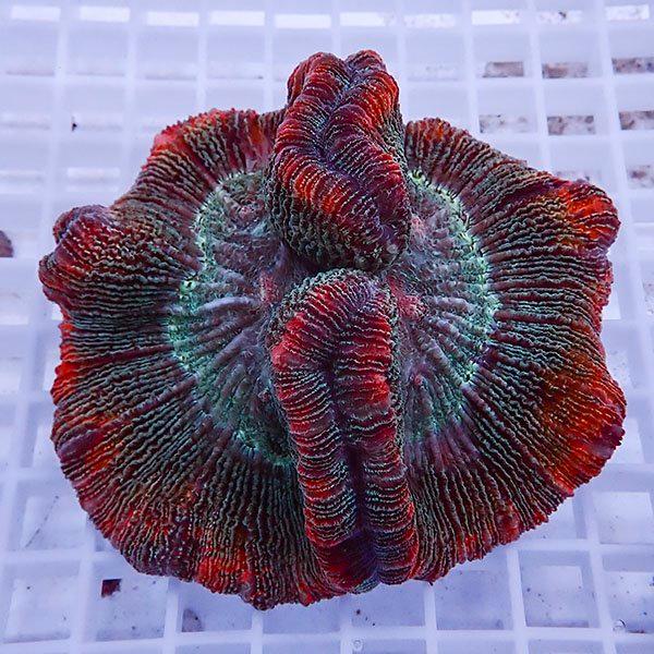 サンゴ現物12】ブレインコーラル !15時までのご注文で当日発送