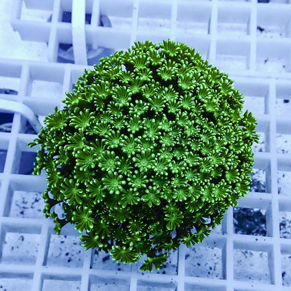 サンゴ現物17】アワサンゴ! 15時までのご注文で当日発送 【サンゴ