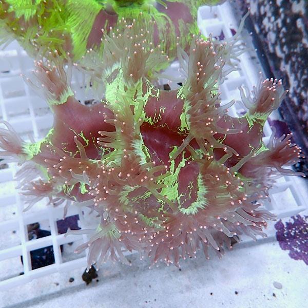 サンゴ現物15 トランペットコーラル B 0725 海水魚 サンゴ 生体 B 0725 アクアギフト 通販 Yahoo ショッピング